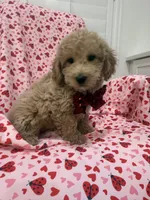 Riley , a male Poodle - Miniature  for sale in Merritt Island, FL – Photo 5 of 8