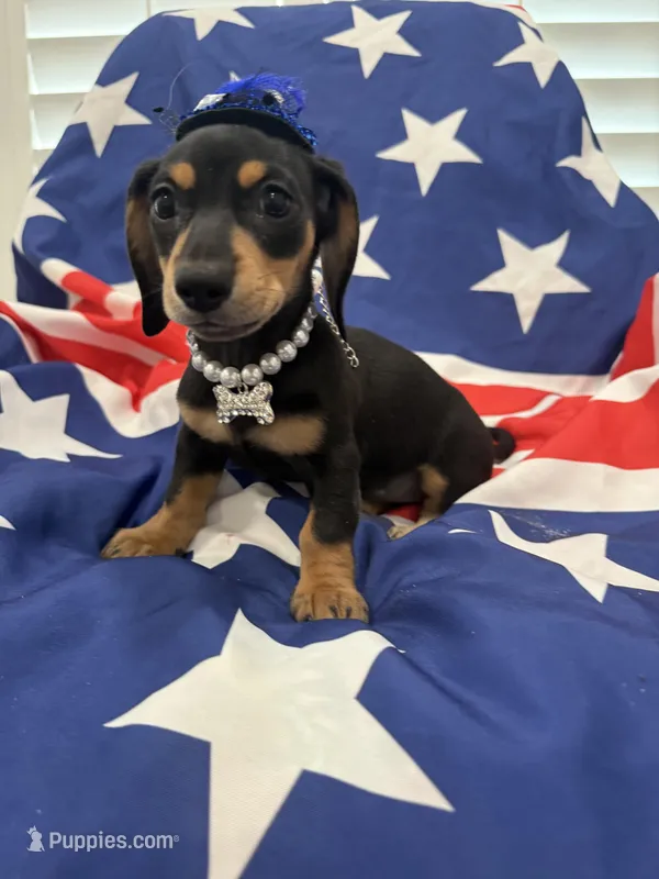 Winnie  – Miniature Dachshund puppy for sale in Merritt Island, FL