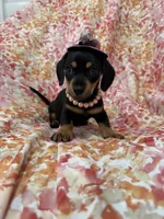 Winnie , a male Miniature Dachshund for sale in Merritt Island, FL – Photo 10 of 10