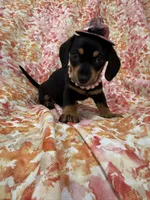 Winnie , a male Miniature Dachshund for sale in Merritt Island, FL – Photo 6 of 10
