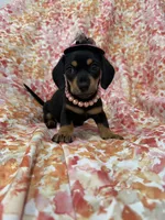 Winnie , a male Miniature Dachshund for sale in Merritt Island, FL – Photo 8 of 10