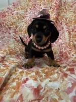 Winnie , a male Miniature Dachshund for sale in Merritt Island, FL – Photo 2 of 10