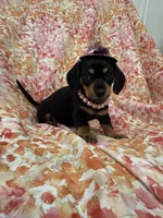 Winnie , a male Miniature Dachshund for sale in Merritt Island, FL – Photo 9 of 10