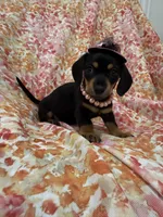 Winnie , a male Miniature Dachshund for sale in Merritt Island, FL – Photo 7 of 10