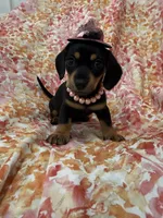 Winnie , a male Miniature Dachshund for sale in Merritt Island, FL – Photo 3 of 10