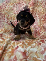 Winnie , a male Miniature Dachshund for sale in Merritt Island, FL – Photo 5 of 10