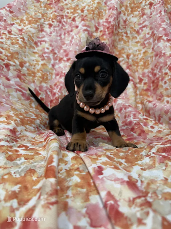Winnie  – Miniature Dachshund puppy for sale in Merritt Island, FL