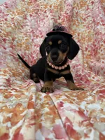 Winnie , a male Miniature Dachshund for sale in Merritt Island, FL – Photo 1 of 10