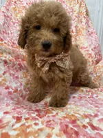 Oakley , a male Goldendoodle for sale in Merritt Island, FL – 7 of 10