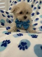 Teddy , a male Morkie for sale in Merritt Island, FL – 2 of 9