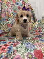 Callie , a female Cavapoo for sale in Merritt Island, FL – 7 of 10