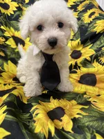 Milo , a male Bichon Frise for sale in Merritt Island, FL – 7 of 10