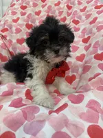 Oreo , a male Bichon Frise and Shih Tzu for sale in Merritt Island, FL – Photo 7 of 7