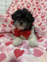 Oreo , a male Bichon Frise and Shih Tzu for sale in Merritt Island, FL – Photo 3 of 7