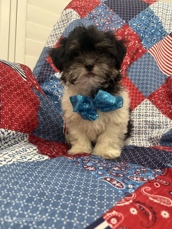 Oreo  – Bichon Frise, Shih Tzu puppy for sale in Merritt Island, FL