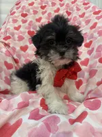 Oreo , a male Bichon Frise and Shih Tzu for sale in Merritt Island, FL – Photo 4 of 7