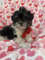 Oreo , a male Bichon Frise and Shih Tzu for sale in Merritt Island, FL – Photo 2 of 7