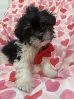 Oreo , a male Bichon Frise and Shih Tzu for sale in Merritt Island, FL – Photo 5 of 7