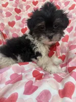 Oreo , a male Bichon Frise and Shih Tzu for sale in Merritt Island, FL – Photo 6 of 7