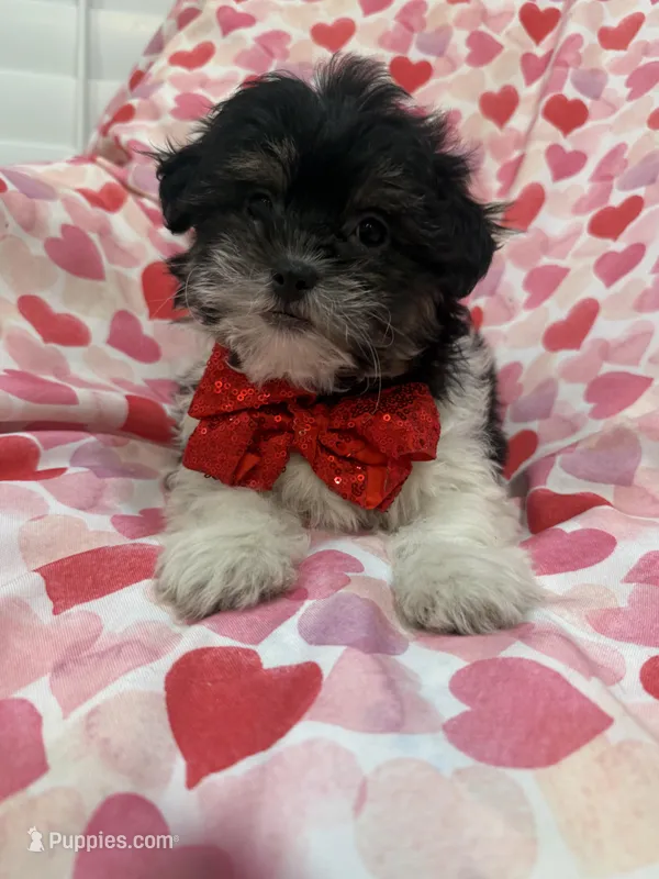 Oreo , a male Bichon Frise and Shih Tzu for sale in Merritt Island, FL – Photo 1 of 7
