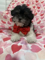 Oreo , a male Bichon Frise and Shih Tzu for sale in Merritt Island, FL – Photo 1 of 7