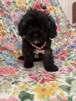 Zoey , a female Shihpoo for sale in Merritt Island, FL – 3 of 9