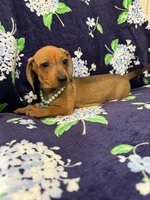 Izzy , a female Miniature Dachshund for sale in Merritt Island, FL – 5 of 9