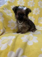 Lilly , a female Yorkipoo for sale in Merritt Island, FL – 6 of 9