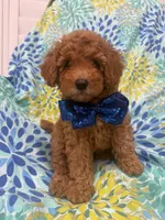 Riley , a male Poodle - Miniature  for sale in Merritt Island, FL – 7 of 10