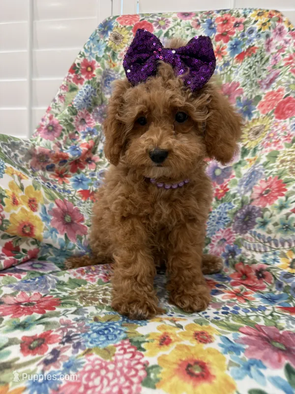Violet  – Poodle - Miniature  puppy for sale in Merritt Island, FL