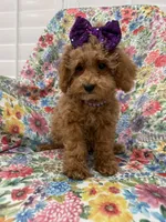 Violet , a female Poodle - Miniature  for sale in Merritt Island, FL – 1 of 10