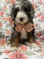 Slater , a male Bernedoodle for sale in Merritt Island, FL – 2 of 10