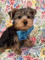 Cooper , a male Yorkshire Terrier for sale in Merritt Island, FL – 9 of 9