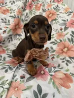 Mocha , a male Miniature Dachshund for sale in Merritt Island, FL – 7 of 9