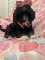 Bella , a female Bernedoodle for sale in Merritt Island, FL – 7 of 10