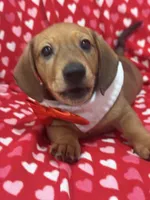 Scrappy , a male Miniature Dachshund for sale in Merritt Island, FL – 2 of 7
