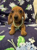 Izzy , a female Miniature Dachshund for sale in Merritt Island, FL – 6 of 9