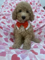 Simba , a male Poodle - Miniature  for sale in Merritt Island, FL – 6 of 10