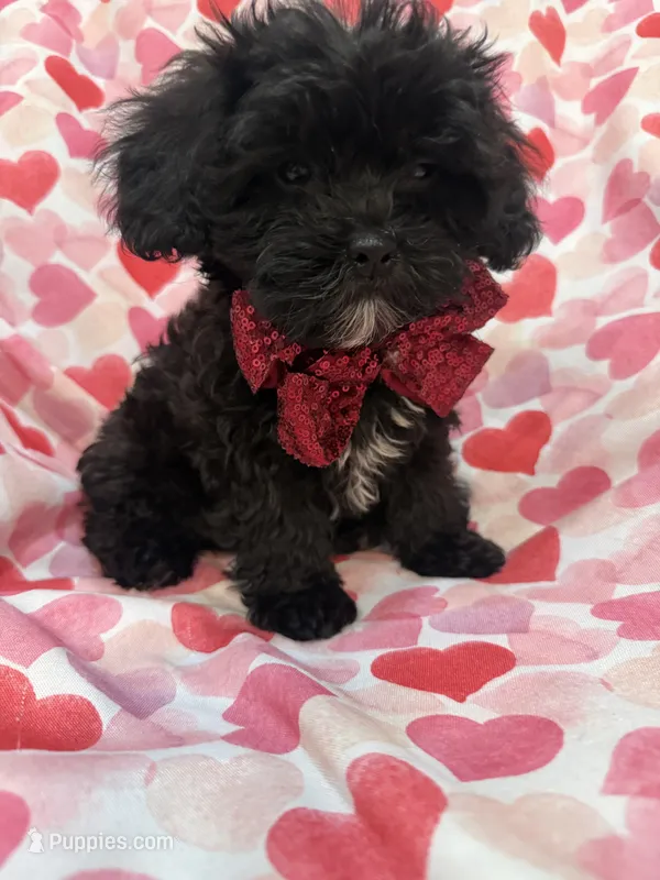 Oreo  – Shihpoo puppy for sale in Merritt Island, FL