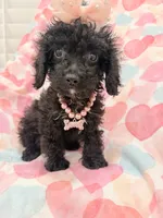 Pepper , a female Poodle - Miniature  and Cavachon for sale in Merritt Island, FL – 7 of 10