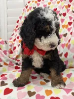 Snickers , a male Miniature Bernedoodle for sale in Merritt Island, FL – 9 of 10