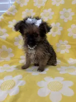 Lilly , a female Yorkipoo for sale in Merritt Island, FL – 2 of 9