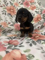 Sprout , a male Miniature Dachshund for sale in Merritt Island, FL – 2 of 6