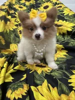Paige , a female Pomeranian for sale in Merritt Island, FL – 7 of 10