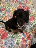 Haley , a female Miniature Dachshund for sale in Merritt Island, FL – 4 of 10