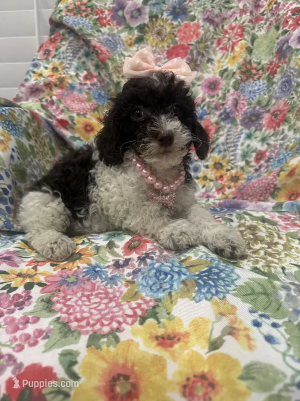 Bianca  – Poodle - Toy  puppy for sale in Merritt Island, FL