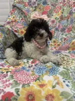 Bianca , a female Poodle - Toy  for sale in Merritt Island, FL – 5 of 10