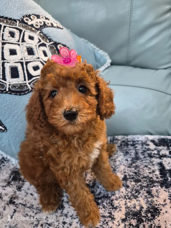 Scarlett – Poodle - Miniature  puppy on hold in Merritt Island, FL