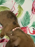 Peebles , a female Miniature Dachshund for sale in Merritt Island, FL – 3 of 10