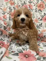 Colby , a male Cavapoo for sale in Merritt Island, FL – 8 of 10